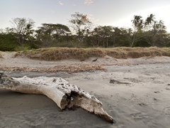 Tigrisoma mexicanum