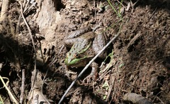 Lithobates chiricahuensis