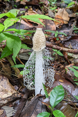 Phallus indusiatus