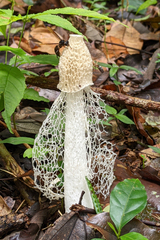 Phallus indusiatus