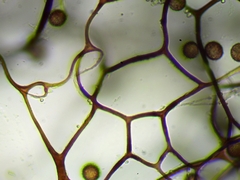 Diderma evelinae