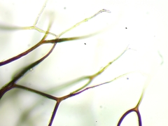Diderma evelinae