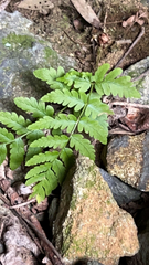 Dryopteris cristata