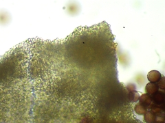 Diderma evelinae