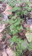Chaerophyllum procumbens