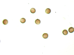 Diderma evelinae