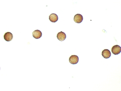 Diderma evelinae