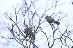 Cyanistes caeruleus