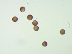 Diderma evelinae