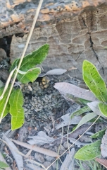 Anacampseros subnuda