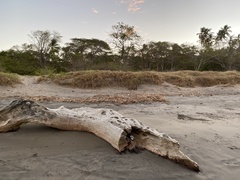 Tigrisoma mexicanum