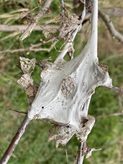 Euproctis chrysorrhoea