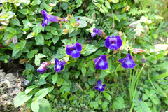 Torenia