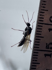 Camponotus pennsylvanicus