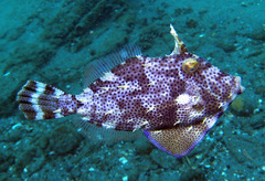 Pseudomonacanthus macrurus