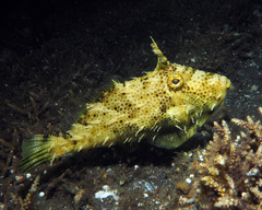 Pseudomonacanthus macrurus