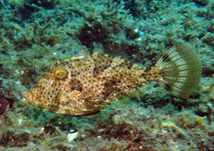 Pseudomonacanthus macrurus