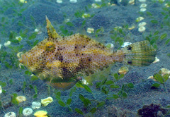 Pseudomonacanthus macrurus