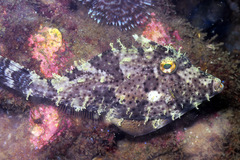 Pseudomonacanthus macrurus