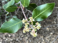 Rhus integrifolia