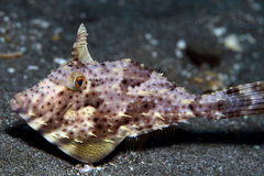 Pseudomonacanthus macrurus