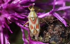 Calocoris roseomaculatus