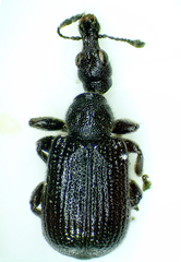 Rhynchitinae