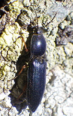 Selatosomus aeneus