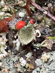 Cladonia pleurota