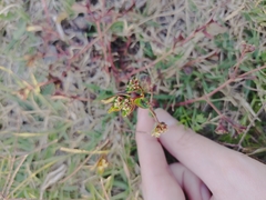 Euphorbia lasiocarpa