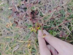 Euphorbia lasiocarpa