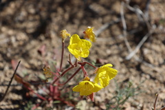 Chylismia
