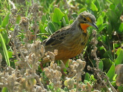 Macronyx capensis capensis