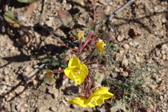 Chylismia