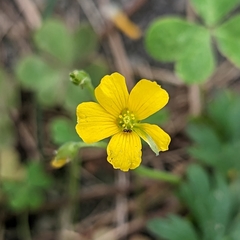 Oxalis dillenii