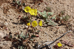 Chylismia