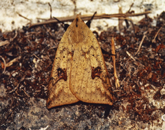 Herminiocala sabata