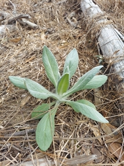 Plantago virginica
