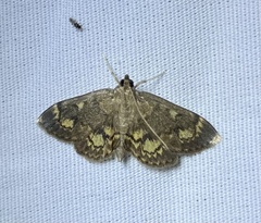 Anania coronata