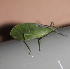 Chloracantha hilleri