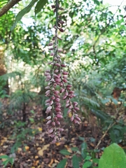Andira