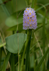 Pontederia