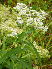 Eupatorium perfoliatum