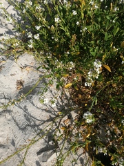 Cakile lanceolata