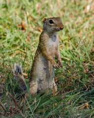 Ictidomys parvidens
