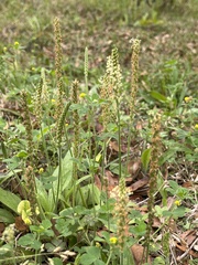 Plantago virginica