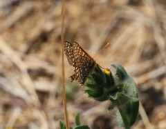 Euphydryas chalcedona