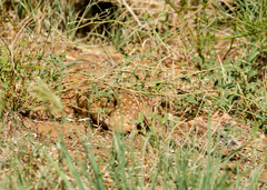 Ictidomys parvidens