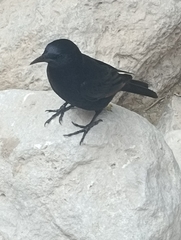 Onychognathus tristramii