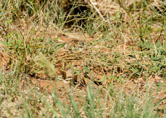Ictidomys parvidens